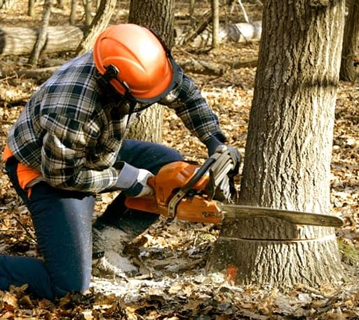 Tree Removal in Cashiers, NC